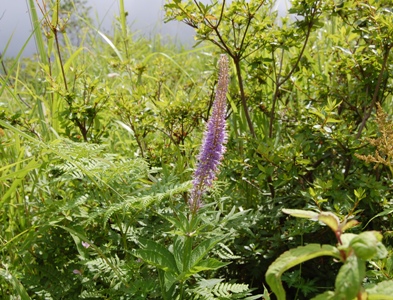 d0153294_20152267.jpg