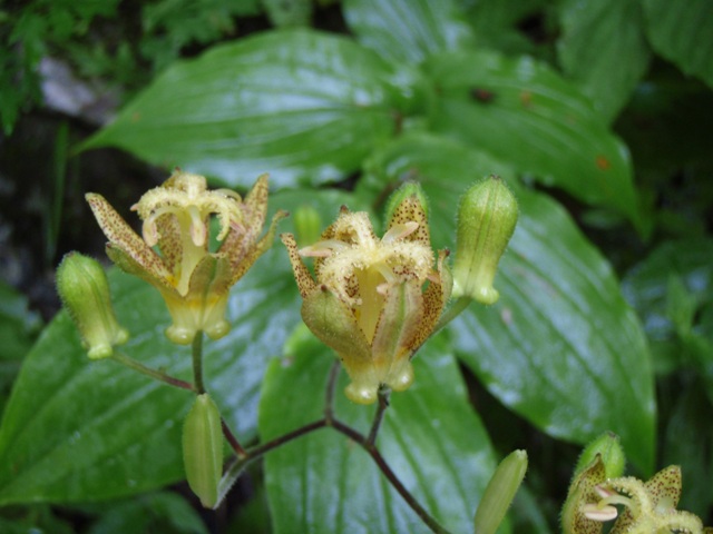 白峰三山で見てきたお花たち_b0039898_22144911.jpg