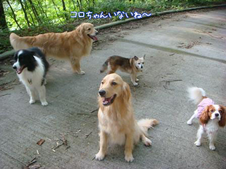 子供は大きくなり、犬は小さくなって・・・_f0064906_16411920.jpg