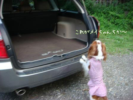 子供は大きくなり、犬は小さくなって・・・_f0064906_16461556.jpg