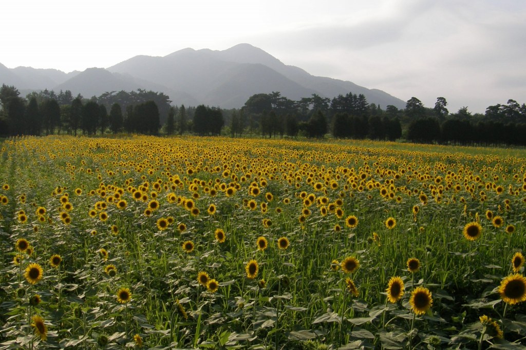 番外編 ひまわり 矢巾町煙山苗畑跡 2008 長岡 夢いっぱい公園 番外編 ひまわり 矢巾町煙山苗畑跡 2008 長岡 夢いっぱい公園