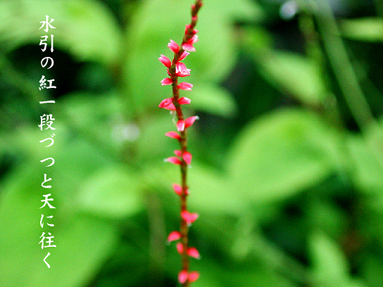 水引 写真俳句 一日一写句