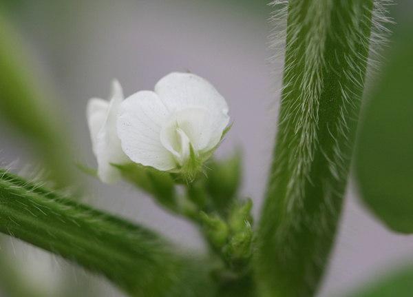 枝豆の花に御霊が_d0130714_22205357.jpg