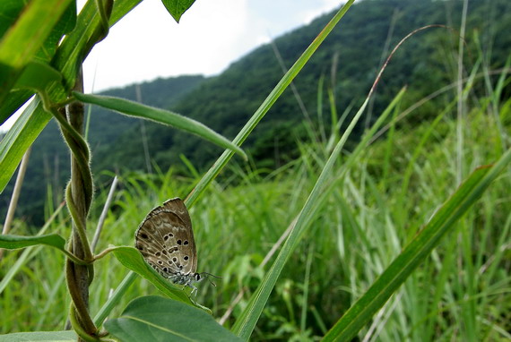 20080810  富士山散歩：クロシジミ　（山梨県）_d0090322_23424656.jpg