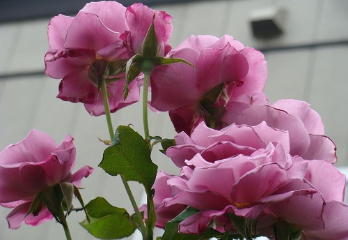 f0170524_14595490.jpg