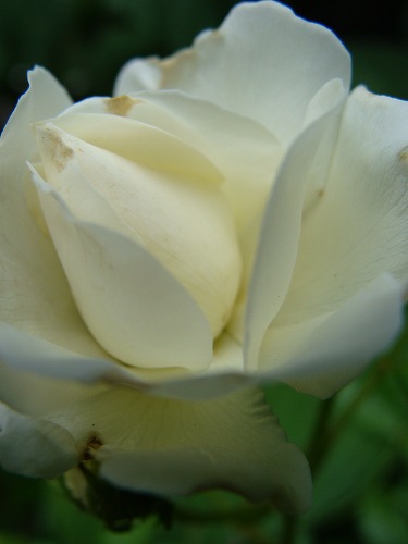 f0170524_1503899.jpg