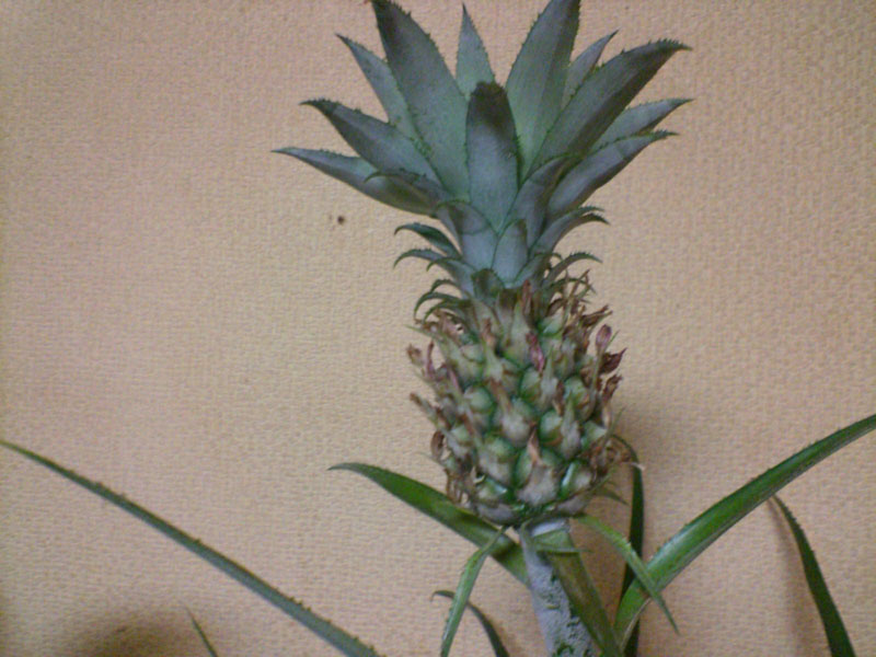 PINEAPPLE._e0033459_2295398.jpg