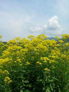 六呂師高原温泉★(^^♪・・・・・続きのつづき_e0107171_3453653.jpg