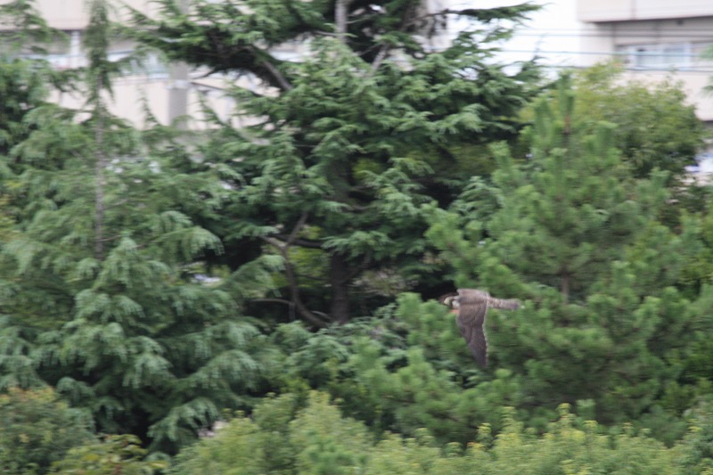 ★久しぶりにバンを確認。上の池のカイツブリの巣は・・・先週末の鳥類園(2008.8.9~10) _e0046474_20293058.jpg