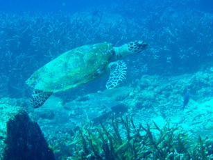 船酔い知らずのラチャヤイ島_f0144385_19301773.jpg