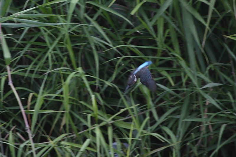 雛、元気です/秋ですね_b0024798_4454136.jpg