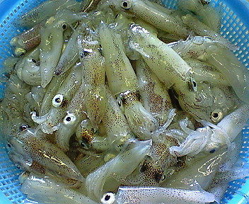 ベイカ 玉島魚市場 お魚情報 ベイカ 玉島魚市場 お魚情報