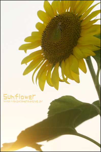 夏の花_f0100215_22444100.jpg