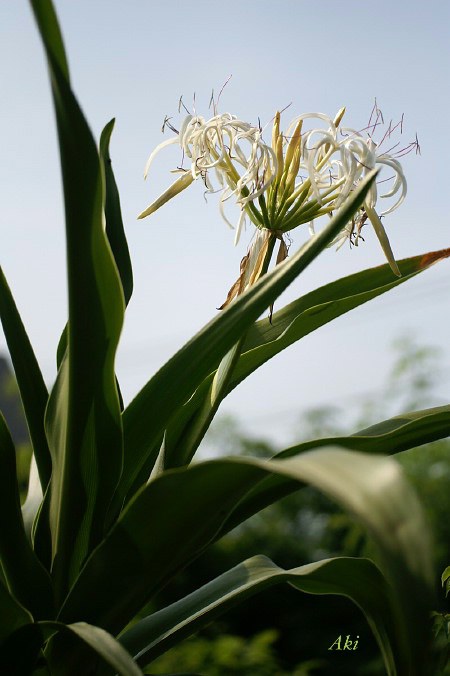 摘み取ったバジルの葉と穂の使い方アラカルト プランター菜園 纏めてご紹介です 料理と趣味の部屋