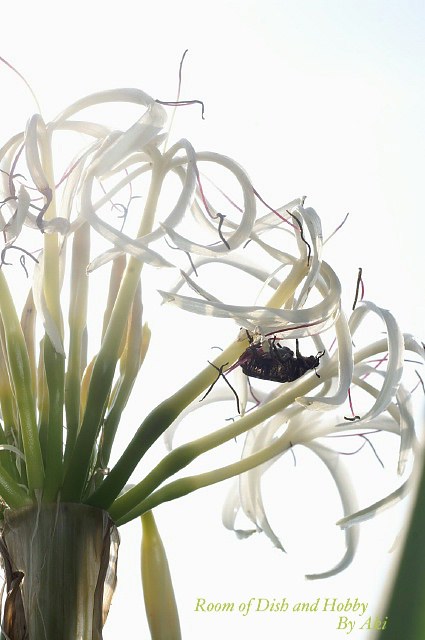 摘み取ったバジルの葉と穂の使い方アラカルト プランター菜園 纏めてご紹介です 料理と趣味の部屋 摘み取ったバジルの葉と穂の使い方アラカルト プランター菜園 纏めてご紹介です 料理と趣味の部屋
