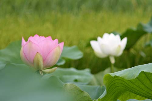 真夏の花めぐり_f0147025_1930566.jpg