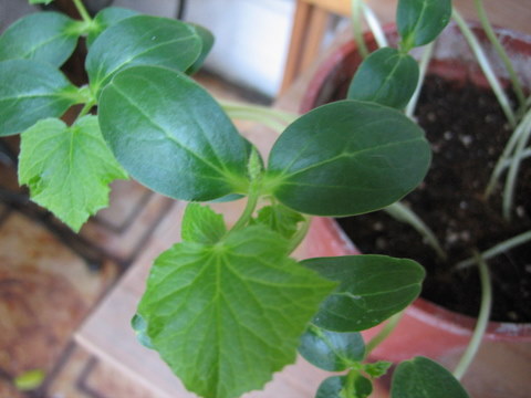 e0018143_332382.jpg