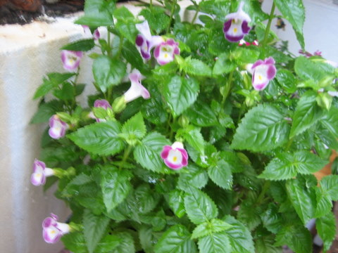 e0018143_363850.jpg