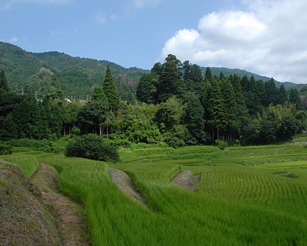 滋賀県　畑の棚田_e0035757_23413363.jpg