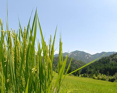 滋賀県　畑の棚田_e0035757_23464493.jpg