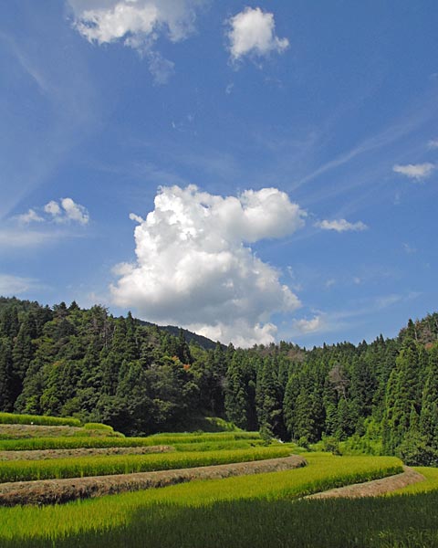 滋賀県　畑の棚田_e0035757_23483945.jpg