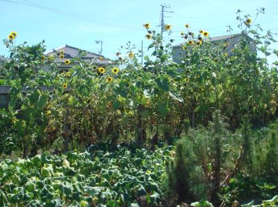 c0108460_1443661.jpg