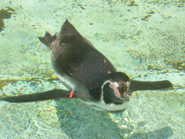 動物園_f0073070_218617.jpg