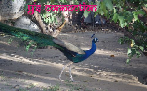インドの国鳥 Y S Connection