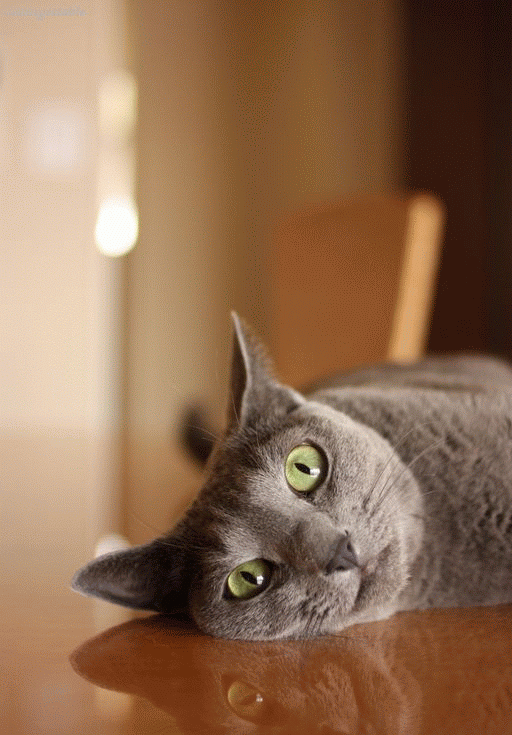 Gip Hitomi Unforgettable