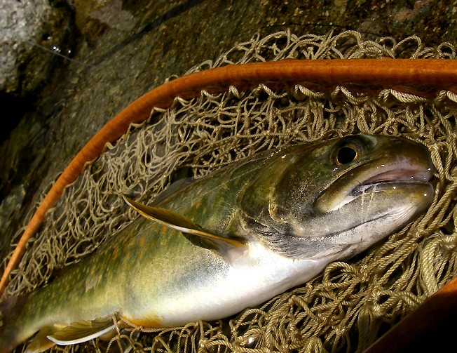 北アルプスのイワナ釣り(その2)_c0095801_1712424.jpg