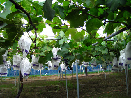 a0097006_21221929.jpg