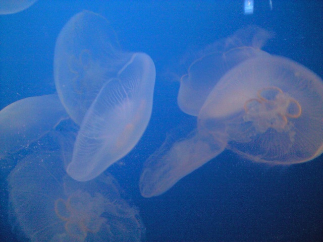 水族館_b0076307_221439100.jpg