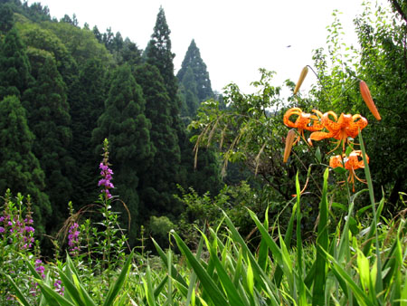 北山 百井あたり_e0048413_11261184.jpg