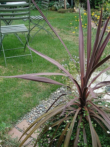 f0170524_1573425.jpg