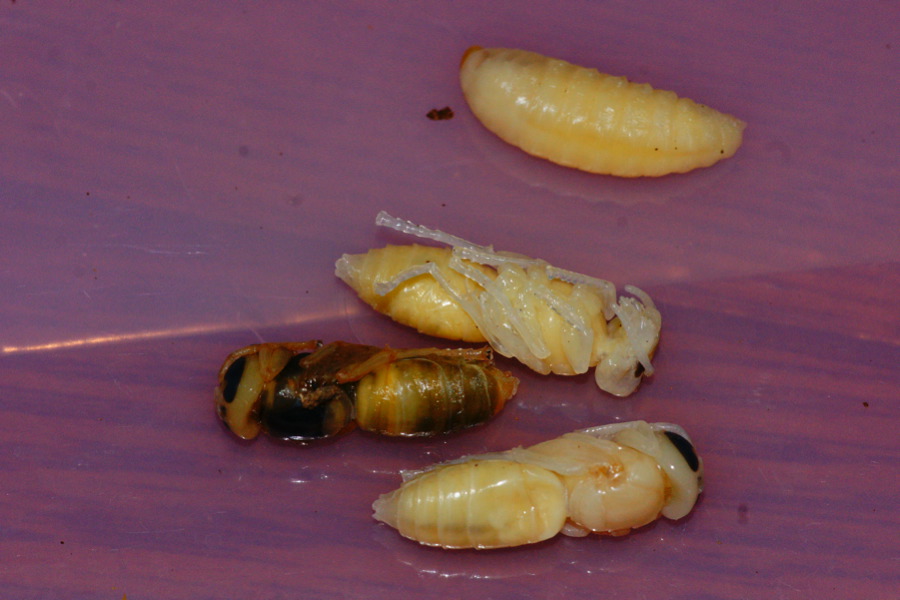 CSI(Cho-Sugoku-Iikagen)-天の邪鬼スズメバチ処理班_b0060239_1234488.jpg