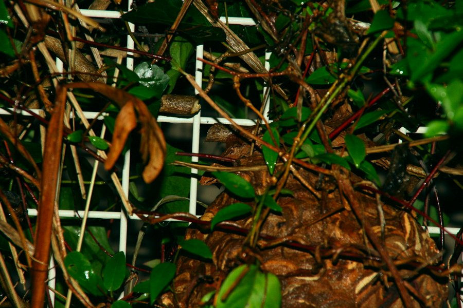 CSI(Cho-Sugoku-Iikagen)-天の邪鬼スズメバチ処理班_b0060239_1384355.jpg
