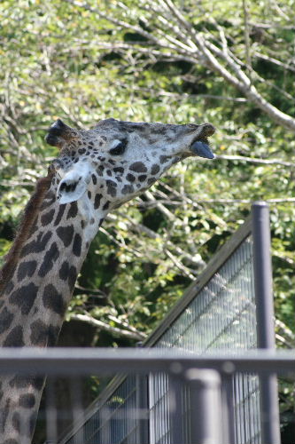 動物園で暑気あたり_f0082141_8182435.jpg