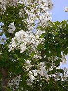 c0133361_1313149.jpg
