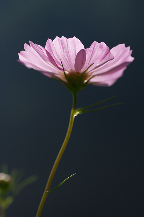 夏桜_d0124866_11251992.jpg