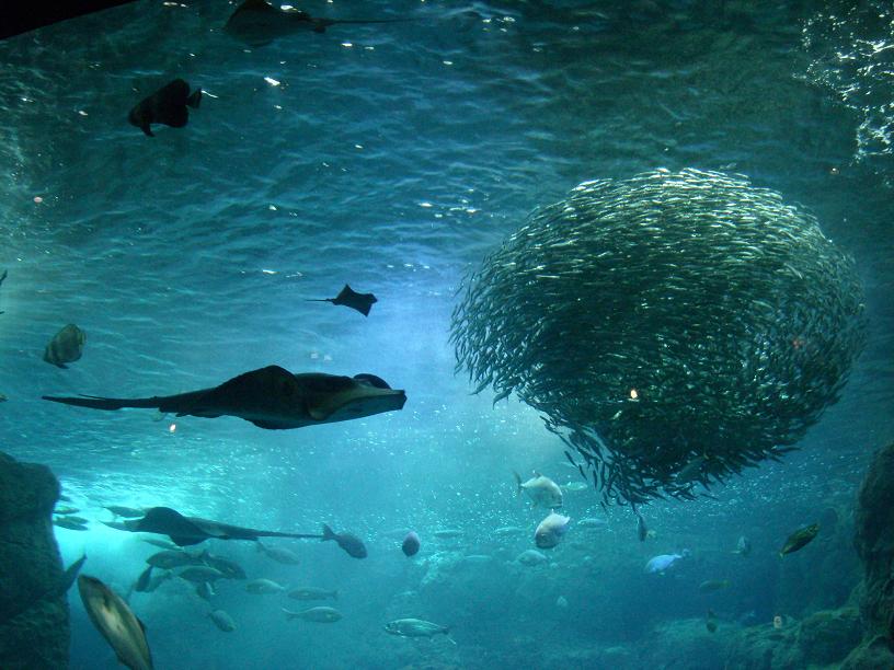 新江ノ島水族館へ行きました_a0054076_22453363.jpg