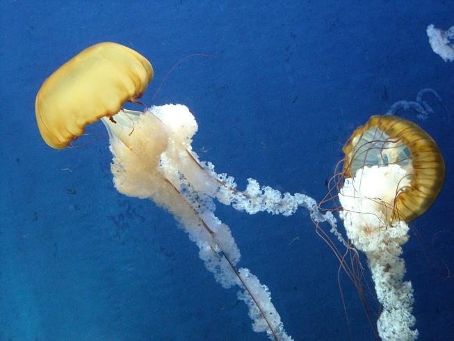 新江ノ島水族館へ行きました_a0054076_22454988.jpg