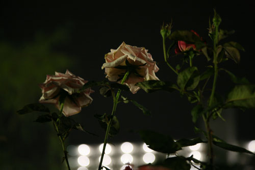 d0089386_0431532.jpg