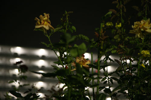 d0089386_0475497.jpg