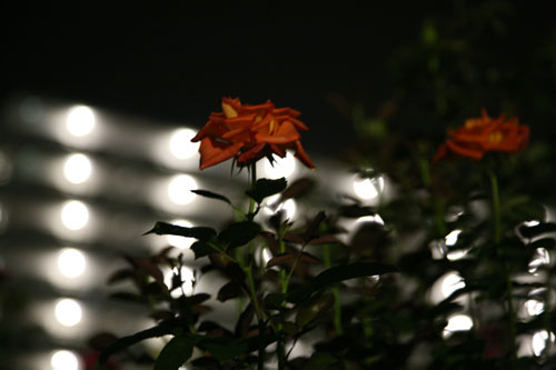 d0089386_0482592.jpg