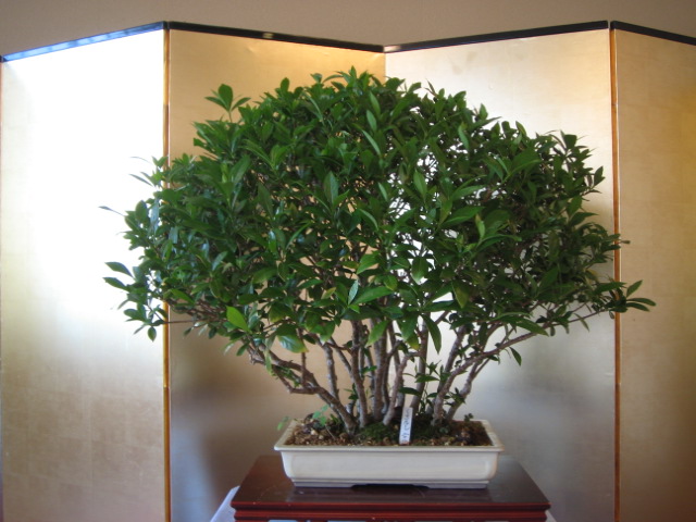 f0170995_1120262.jpg