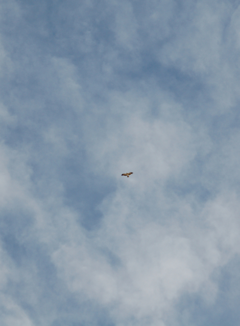 e0061699_68542.jpg