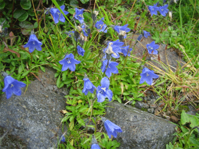 b0108100_1823271.gif