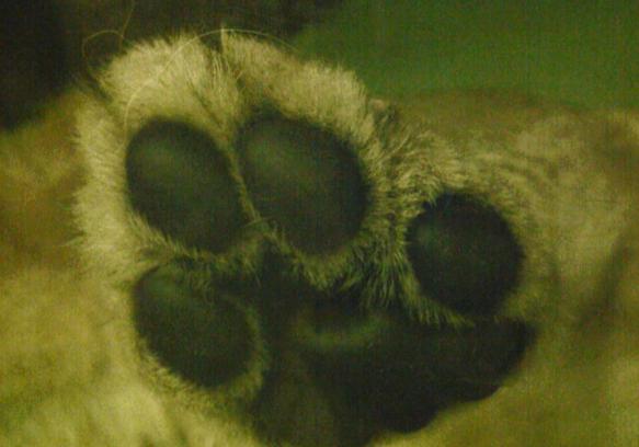 c0155902_11375349.jpg