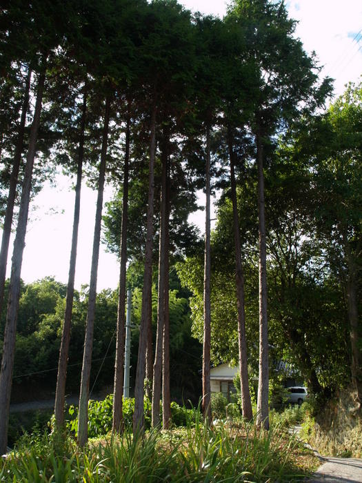 c0116915_1233912.jpg