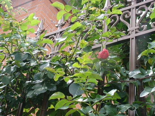 f0170524_1303252.jpg